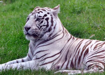 猫, 老虎, 白色, 动物, 自然, 野生, 野生动物
