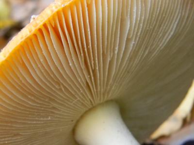 蘑菇, 秋天, 蘑菇钩