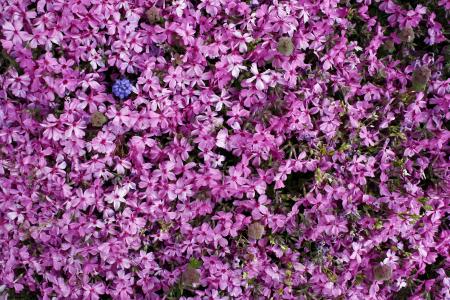 花, 自然, 粉色, 春天, 紫色, 花, 背景