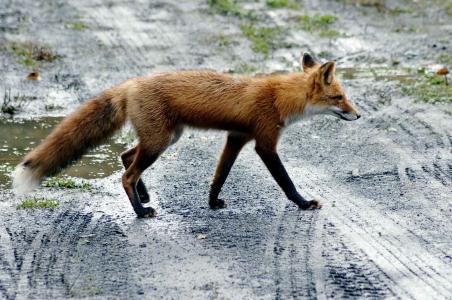 道路, 狐狸, 红色, 狼群, 狐狸, 动物, 动物群