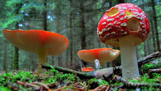 飞金顶, 蘑菇, 森林, 自然, 红色飞木耳蘑菇, 红色, 户外