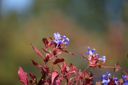 秋天, 开花, 绽放, 蓝色, 花, 自然, 花园