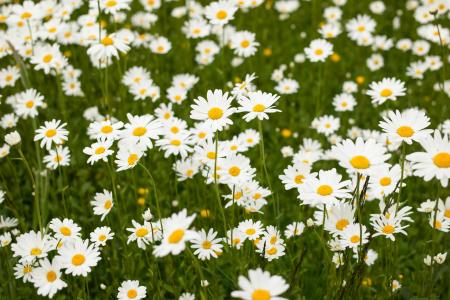 雏菊, 草甸, 白色, 野花, 绽放, 夏季, 腾格尔