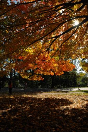秋天, 或, 秋天, 金色的秋天, 秋天的颜色, 秋天的树叶, 叶子