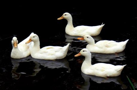 aylesbury 鸭, 游泳, 鸟类, 水, 野生动物, 湖, 自然