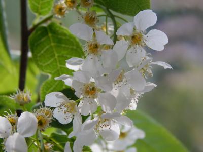 鸟-樱桃树, 花, 绿党, 绽放, 微距摄影, 树枝的叶子, 白色的花
