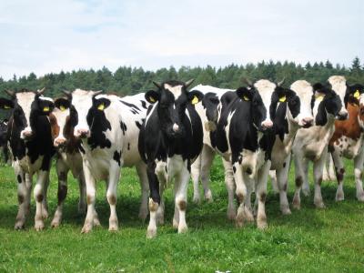 母牛, 动物, 牛肉, 牛, 反刍动物, 奶牛