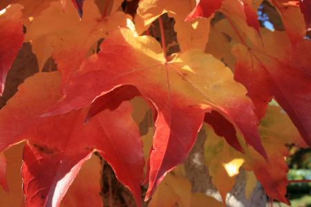 9 月, 多彩, 秋天, 颜色, 叶, 自然, 枫树