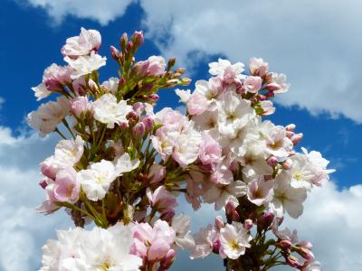 樱桃柱, 天空, 日本的樱花树, 开花, 绽放, 观赏樱桃, 日本樱花