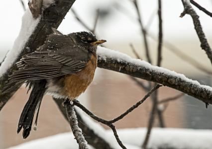冬天, 感冒, 雪, 知更鸟, 鸟, 北弗吉尼亚, 赛季