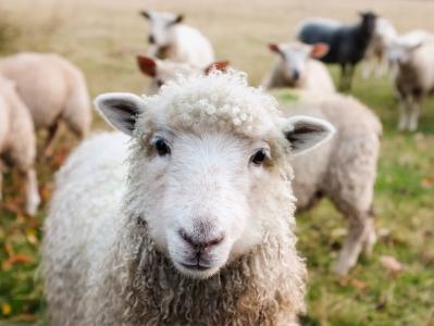 爱尔兰, 羊, 羔羊, 牲畜, 动物, 特写, 可爱