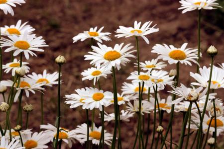 黛西, 花, 白色, 植物, 自然