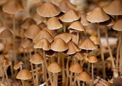 蘑菇, 森林, 秋天, 自然, 潮湿, 高薪, 木材