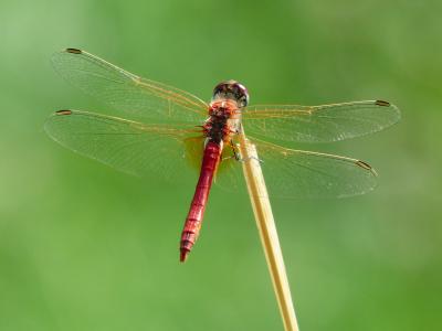 蜻蜓, 红色, 动物, 昆虫, 飞行的昆虫, 深红 heidelibelle, sympetrum sanguineum
