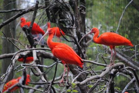 橙色, 鸟类, 自然, 动物, 夏季, 红色, 分公司