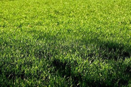 草甸, 草, 自然, 绿色, 草的, 草坪, 公平的竞争环境