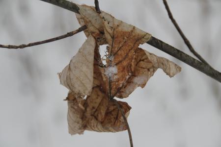 叶, 冬天, 雪, 白雪皑皑, 寒冷, 植物学