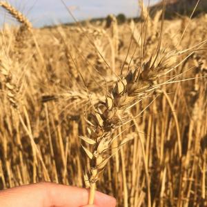 小麦, 字段, 夏季, 农业, 自然, 农村现场, 作物