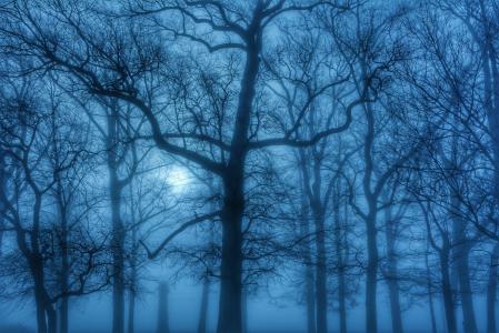 雾, 树木, 三月, 蓝色, 阴霾, 喜怒无常, 空灵