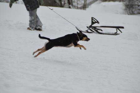 冬天, 狗, 小猎犬, 雪橇, 雪