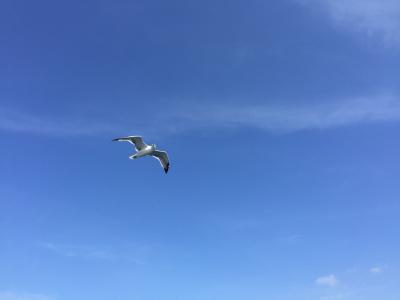 海鸥, 蓝蓝的天空, 空气, 飞, 鸟, 天空, 蓝色