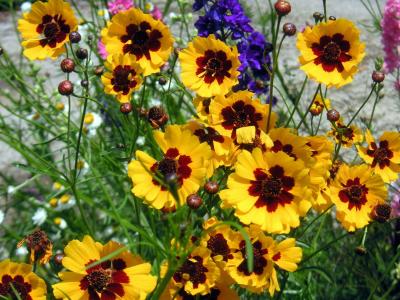 黄雏菊, 花, 夏天的花, 花香, 光明, 绽放, 植物园