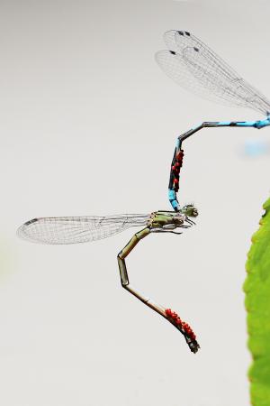 蜻蜓, 交配, 翅膀, 自然, 爱, 甲壳素