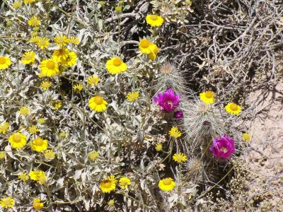 亚利桑那州, 野花, 沙漠, 黄色, 粉色