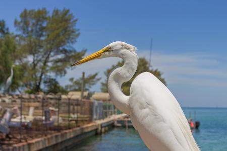 很棒的白鹭, 阿尔阿尔巴, 水鸟, 佛罗里达州, 墨西哥海湾