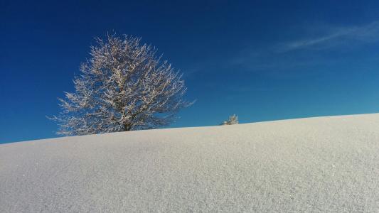 寒冷, 树, 瑞士, 蓝色, 白色, 雪, 冬天