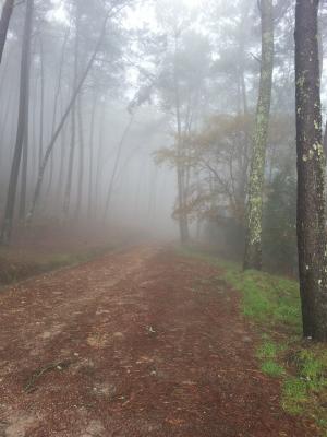 雾, 冬天, 森林, 神秘, 山路, 自然, 景观
