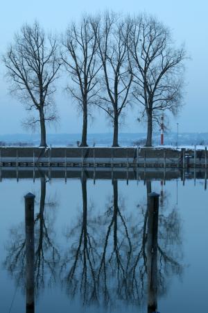 康斯坦茨湖, 布雷根茨, 冬天, 端口, 冷的自然, 晚上, 树
