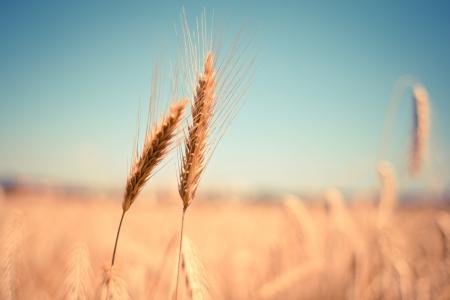 小麦, 耳朵, 干, 收获, 秋天, 夏季, 谷物