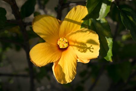 木槿, 黄色的花, 单黄花, 佛罗里达州, 美丽, 自然, 光明