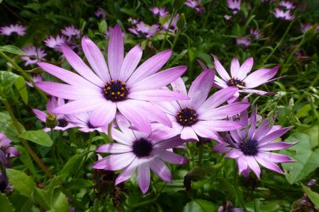 紫色的花, 植物, 花瓣, 非洲雏菊, 自然, 花, 夏季