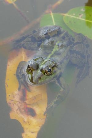 青蛙, 池塘, 水, 运气, 湖水上涨