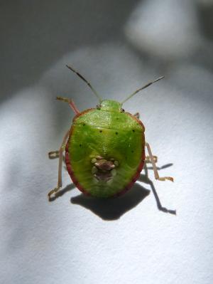 绿色 prasina, 我蝽, 错误 hedionda, 伯纳特 pudent, bug, 瘟疫