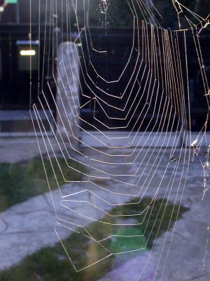 web, 太阳, 光, 蜘蛛, 纤维, 印度夏季