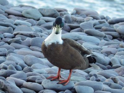 quacky 鸭, 在海滩上, 很酷
