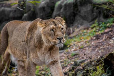 母狮, 狮子座, 动物, 萨凡纳, 野生动物园, 野生, 自然