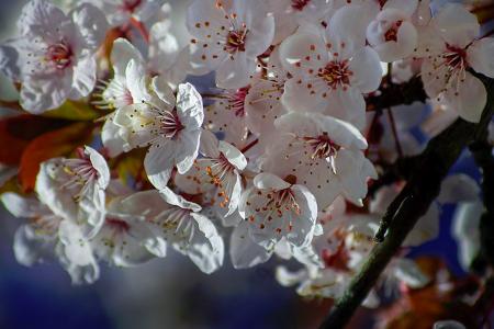 春天, 花, 樱桃, 白色, 树, 自然, 特写