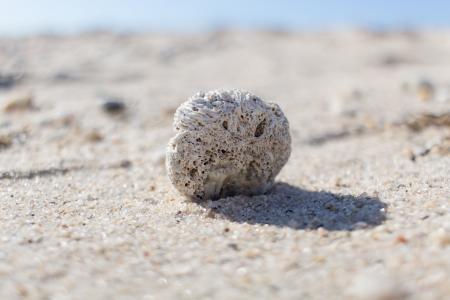 海滩, 沙子, 自然, 岩石, 白色的沙滩, 化石, 壳