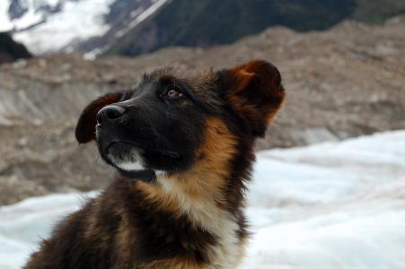 狗, 冰川, 雪山, 动物肖像