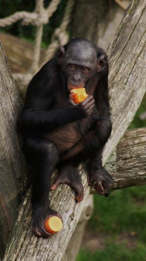 倭黑猩猩, 猴子, 灵长类动物, 吃, 野生动物, 黑猩猩, 哺乳动物