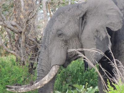 大象, 大象头, 非洲象, 非洲布什大象, 坦桑尼亚, 野生动物园, 国家公园