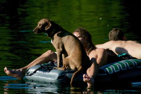 小艇, 狗, 人类, 水, 泳客, 户外, 男子