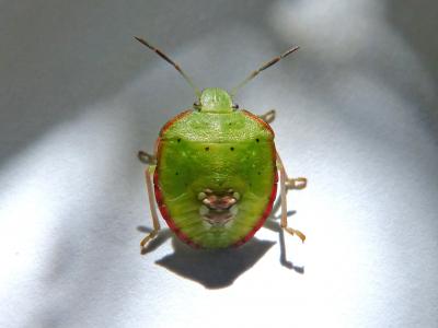 绿色 prasina, 我蝽, 错误 hedionda, 伯纳特 pudent, bug, 瘟疫