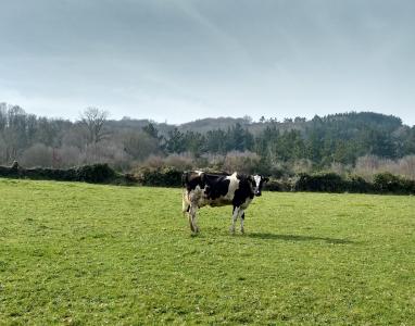 母牛, 草, 自然