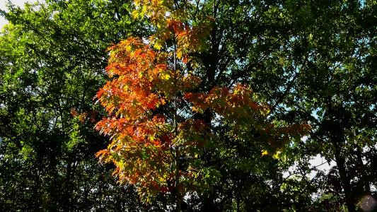 秋天的落叶, 五颜六色的树叶, 叶子, 金色的秋天, 多彩, 红叶, 颜色