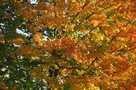 秋天, 叶子, 橙色, 自然, 秋天的落叶, 秋季景观